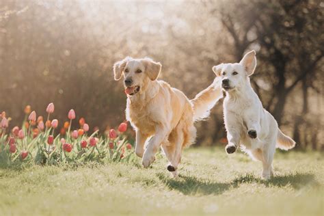 Golden Retrievers Playing Chase Around Kitchen Island Delight Internet - Newsweek