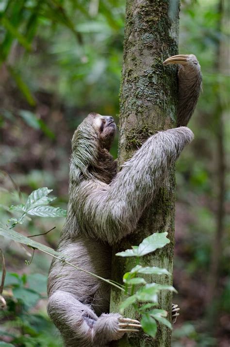 Sloths in the Amazon Rainforest | Rainforest Cruises