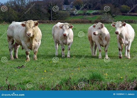 Four Cows Stock Image - Image: 1028941