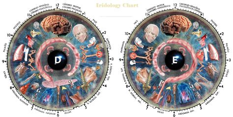 iridology chart how to read - MAIKONG Iridology Camera & Iriscope ...