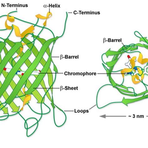 4 : Chromosphere inside beta-barrel structure made up of 11... | Download Scientific Diagram