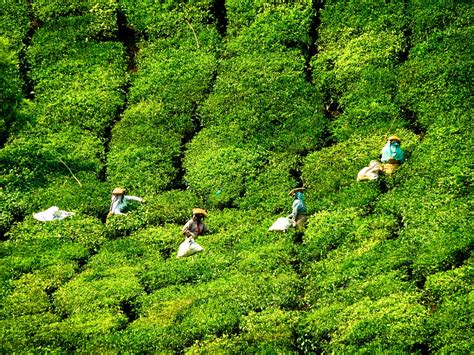 Kerala Tea Plantations - Munnar, IndiaSoma Images