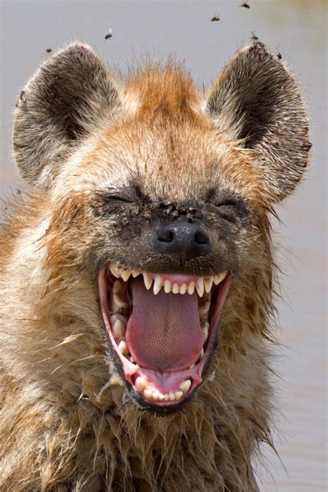 Create meme "laughing animals, hyena grin, hyena" - Pictures - Meme-arsenal.com