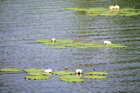 Lily on the lake stock image. Image of water, natural - 103638155