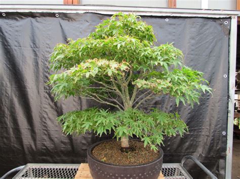 71 Year Old Dwarf Japanese Maple Bonsai Tree