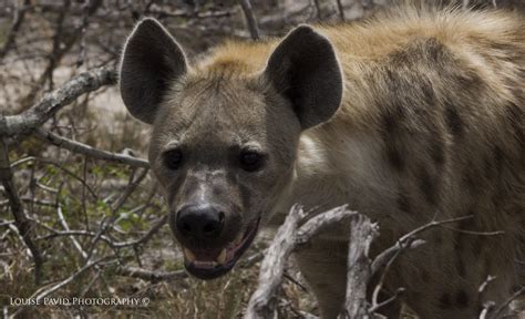 A Matter of Perspective: Wild Dog Pack vs. Hyena – WildEarth