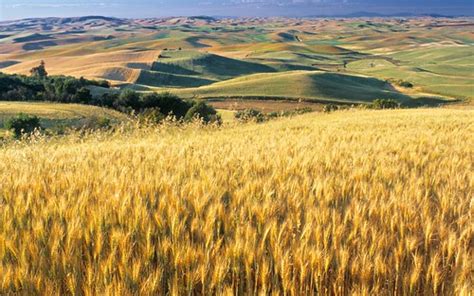 Wheat_Fields | Wheat Fied, Palouse, Washington State, USA | Benjamin Ziegler | Flickr