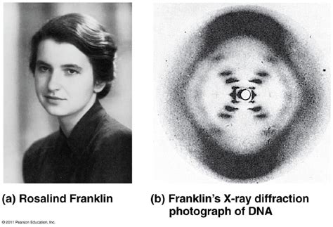 Rosalind Franklin