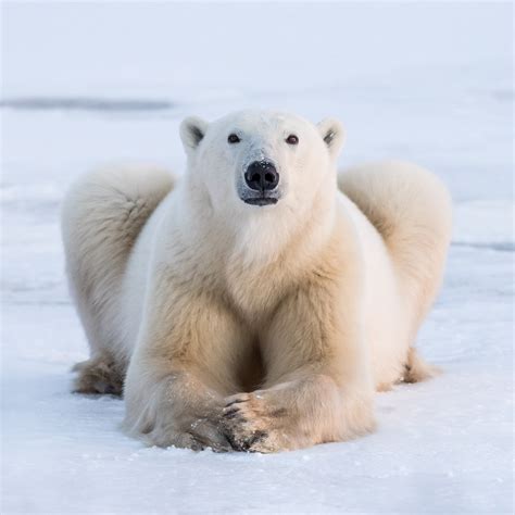 Photographer "stunned" by Nanuk polar bears returns as photo leader