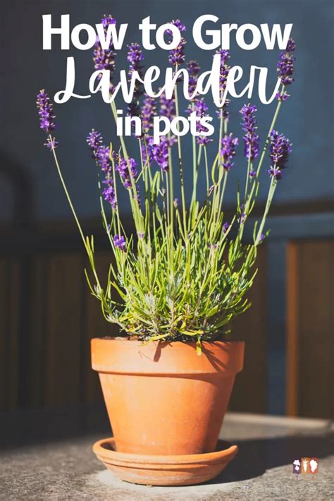 How to Grow Lavender in Pots - The Kitchen Garten