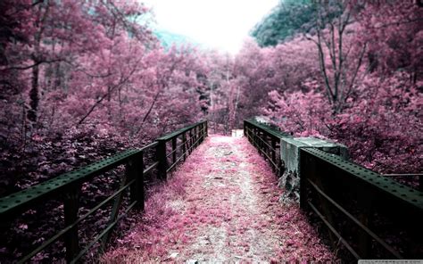 [22++] Amazing Pink Fall Wallpapers - Wallpaper Box