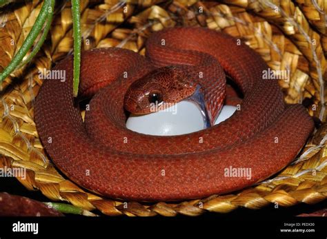 African egg eating snake hi-res stock photography and images - Alamy