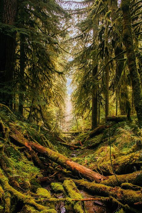 HD wallpaper: photo of rainforest, oregon, landscape, trees, woods, nature | Wallpaper Flare