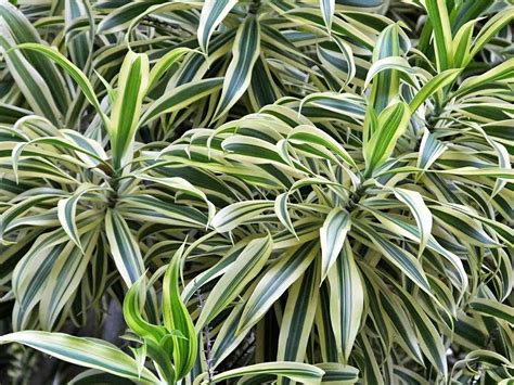 25 Types of Dracaena Plants