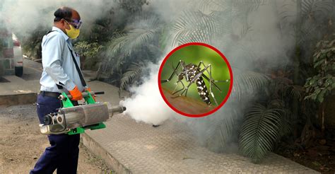 Mosquito Control - Elite Corporation - Mumbai, Navi Mumbai, Thane, Surat