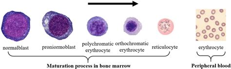 | Red blood cell maturation process. | Download Scientific Diagram