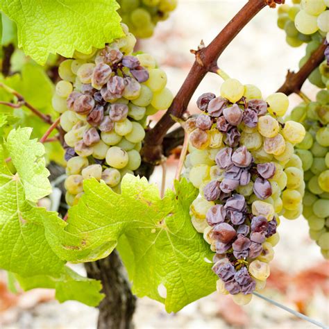 Interesting facts about Semillon | WineTourism.com