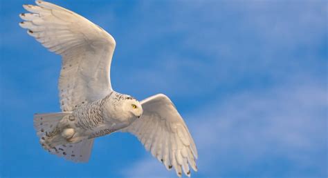 Giving Snowy Owls a Second Chance - Nature Canada