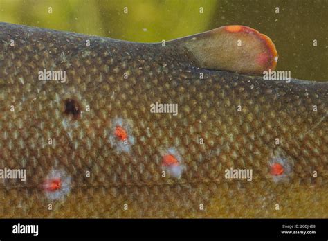 brown trout, river trout, brook trout (Salmo trutta fario), autochthone form, specific red dots ...