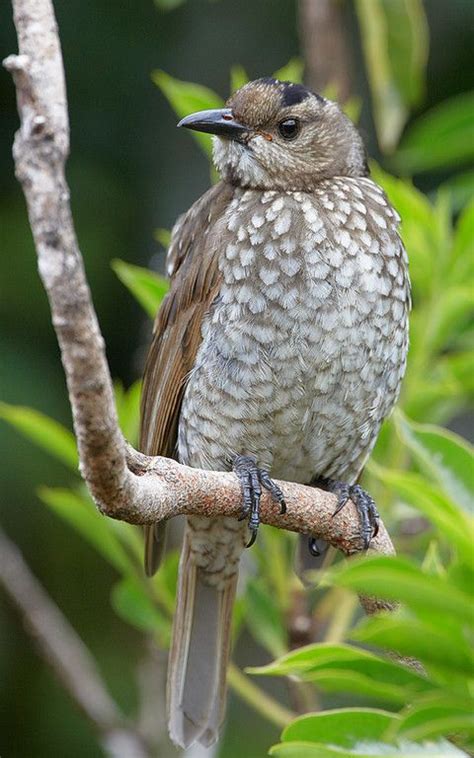 Bower Birds - Stephen Axford | Oiseaux