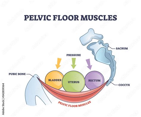 Pelvic floor muscles anatomy with hip muscular body parts outline ...