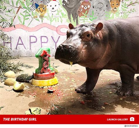 Fiona the Hippo Makes it to Her First Birthday | TMZ.com