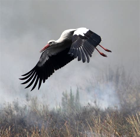 When the White Storks return to South Africa - Amohela Ho Spitskop