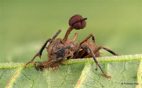 Zombie Ant, Camponotus sp. with Entomopathogenic fungus, Ophiocordyceps ...