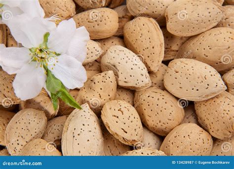 Almond nuts stock image. Image of objects, ingredient - 13428987