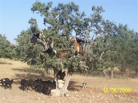 Tree Climbing Goats | Yes..goats really do climb trees in Mo… | JAYNE OWEN | Flickr