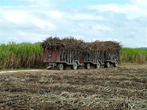 Sugar Cane Harvest in Jamaica 2025 - Rove.me