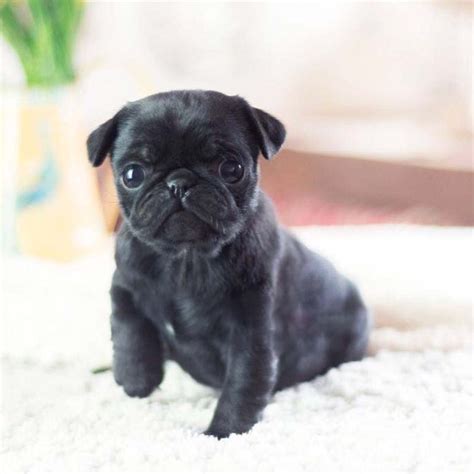 Karl Black Teacup Pug - MICROTEACUPS