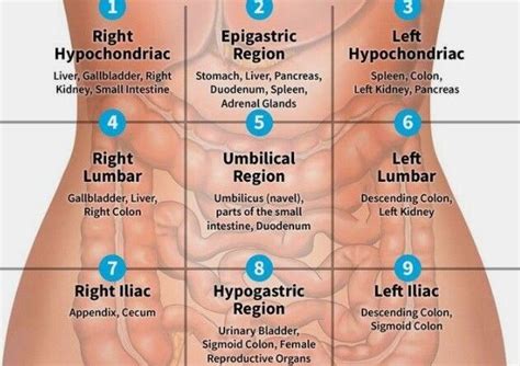 how to remember the 9 abdominal regions Archives - SAMARPAN PHYSIOTHERAPY CLINIC AHMEDABAD