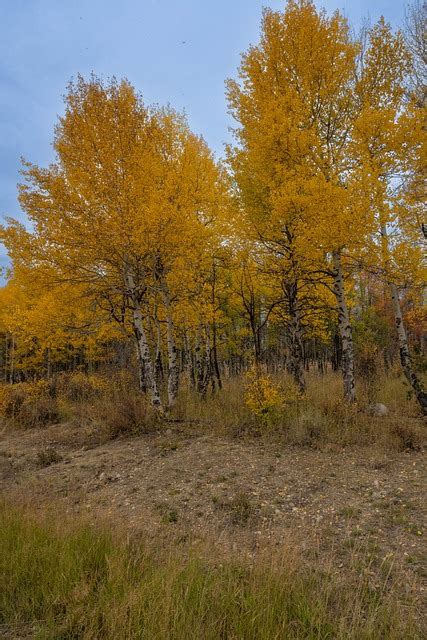 Colorado Aspen Tree - Free photo on Pixabay - Pixabay