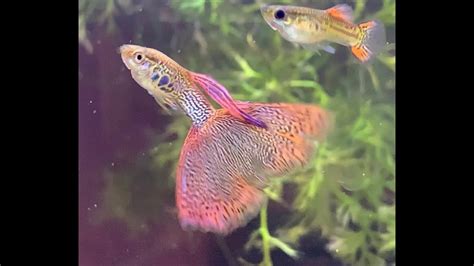 Russian Red Lace Snakeskins Breeder Tanks; Quick Talk on Culls & Male Guppy Tail Shapes - YouTube