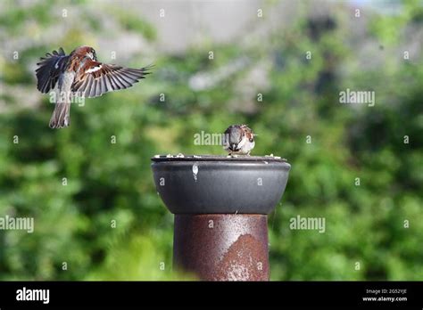 A male sparrow feeding whilst one male is about to land to feed Stock ...