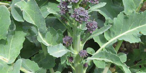 How to harvest purple sprouting broccoli