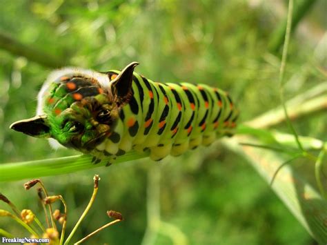 Yoda Caterpillar Pictures