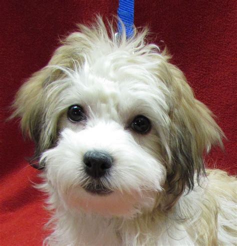 Adopt A Havanese Rescue