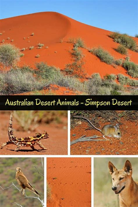 Spotting Australian Desert Animals in the Simpson Desert | Australian desert, Desert animals ...