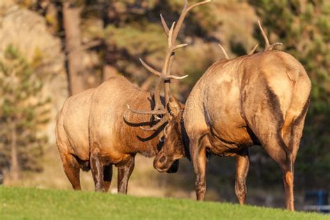 Bull Elk Fighting stock photo. Image of wapiti, fighting - 13174638