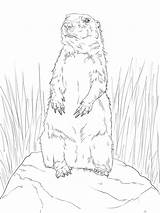 Prairie Dog Standing Up coloring Page  ColouringPages sketch template