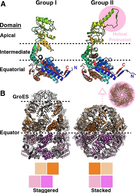 Figure 1 from The Mechanism and Function of Group II Chaperonins. | Semantic Scholar