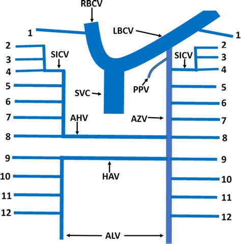 Azygos Vein