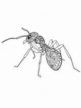 Ant Is For Adult coloring page  Download Print Or Color Online Free sketch template