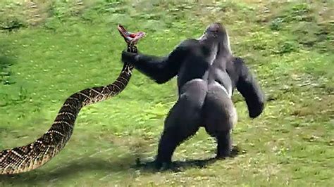 20 Times Snakes Messed With The Wrong Opponent - YouTube