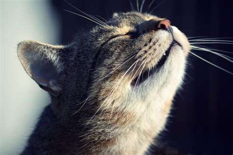 Cat Dry Nose: Causes and How to Help | Great Pet Care