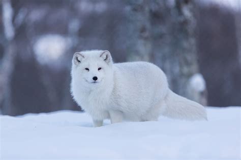 10 Most Incredible Animals in Norway (with Photos)