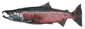 Coho Salmon - Olympic National Park (U.S. National Park Service)