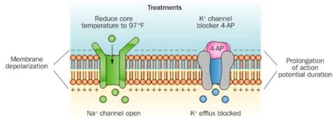 1/ Why can multiple sclerosis symptoms worsen with heat exposure ...